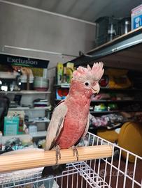 Cacatua roseicapilla