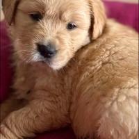 Cuccioli di golden retriever