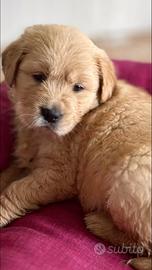 Cuccioli di golden retriever