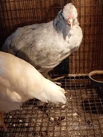 Gallo araucana inglese lavanda