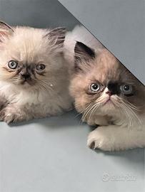 Gatti persiani himalayani