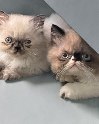 Gatti persiani himalayani