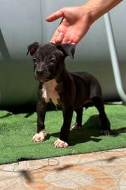 Cuccioli di pitbull