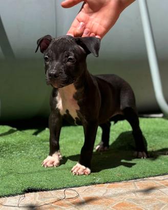 Cuccioli di pitbull