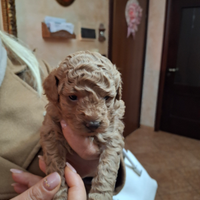 Barboncino Toy