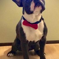 Bulldog francese