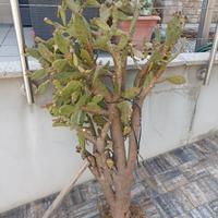 pianta di cactus Opuntie