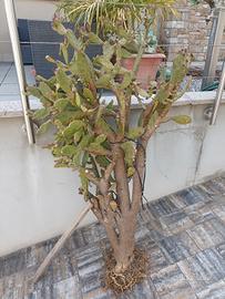 pianta di cactus Opuntie