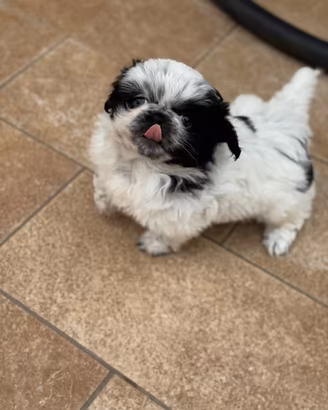 Cuccioli pechinese
