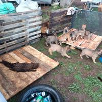 Ccani svezzati malinois/pastore tedesco