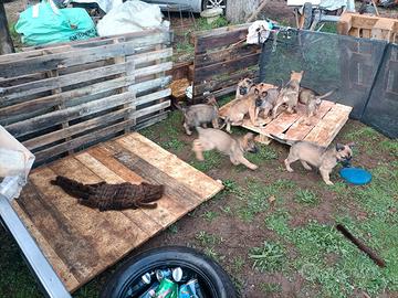 Ccani svezzati malinois/pastore tedesco