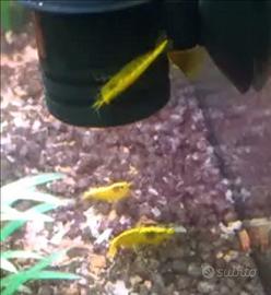 Caridine Yellow neon 3 euro l.una