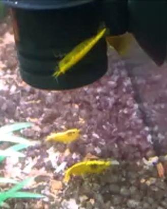 Caridine Yellow neon 3 euro l.una
