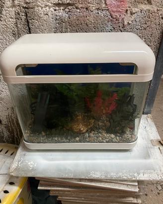 Acquario