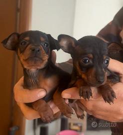 Cuccioli Pinscher Nano con Pedigree