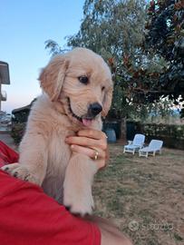 Cuccioli Golden Retriever con Pedigree