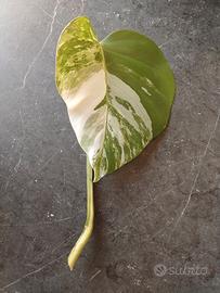 talea di monstera albo variegata