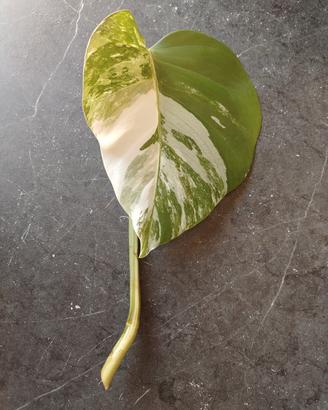 talea di monstera albo variegata