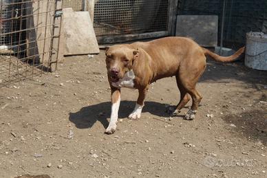 Perla pitbull 2 anni