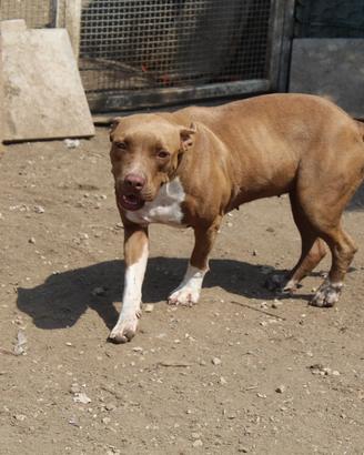 Perla pitbull 2 anni