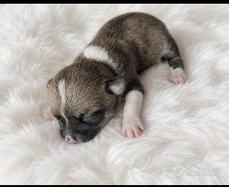 Cucciolo di chihuahua