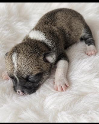 Cucciolo di chihuahua