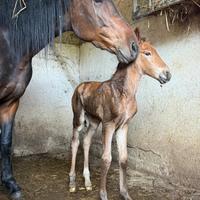 Puledra maremmana paint