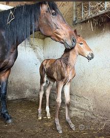 Puledra maremmana paint