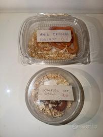 Serpenti del grano scaleless