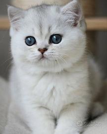 BRITISH SHORTHAIR CUCCIOLI pag. comode rate