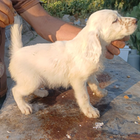 Cuccioli Setter Inglese