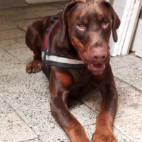 Dobermann