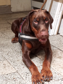 Dobermann