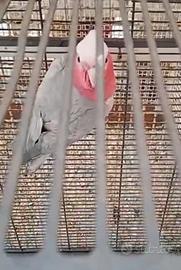 cacatua rosa 