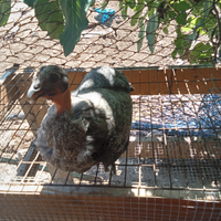 Gallina da uova celesti