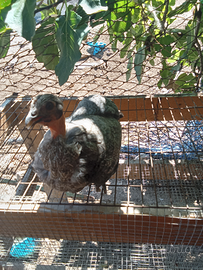 Gallina da uova celesti