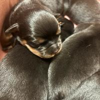 Rottweiler puppies