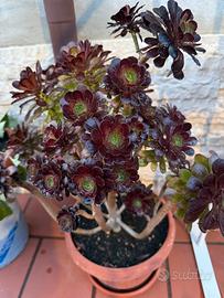 Aeonium