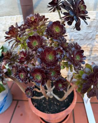 Aeonium