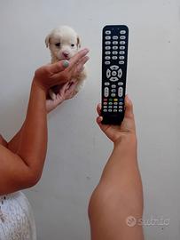 Maltipoo toy femmina