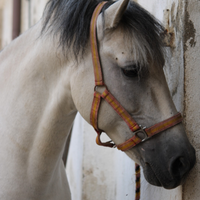 Spagnolo in mezza fida