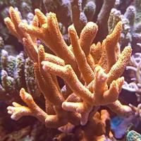 Corallo acquario marino