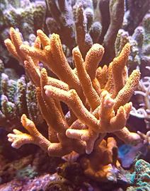 Corallo acquario marino