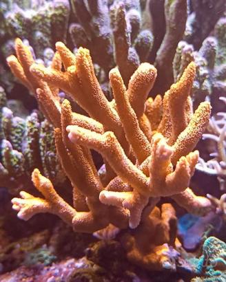 Corallo acquario marino