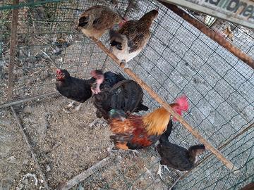 Galline e galletti nani