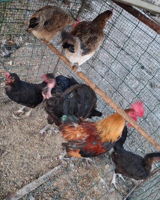 Galline e galletti nani