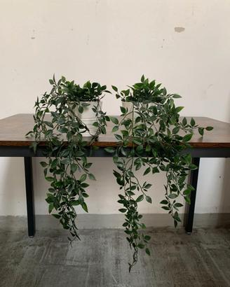 SET PIANTINE FINTE E VASI