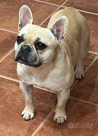 Bulldog francese femmina