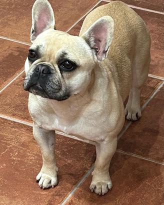 Bulldog francese femmina