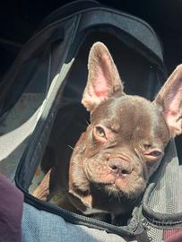 Bulldog francese esotico